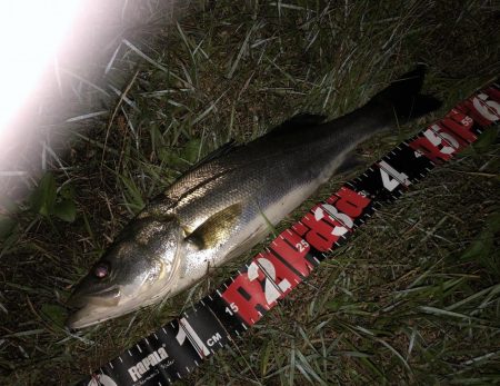 円山川シーバス