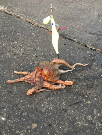 やっと釣れました