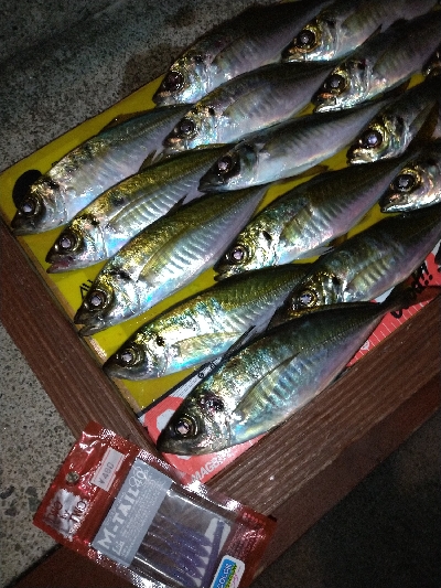 淡路島観光ホテル·アジング爆釣！