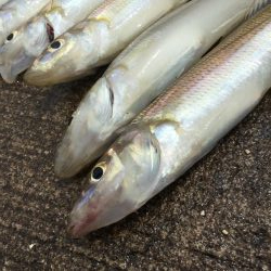 港内キスに豆アジ賑わってます