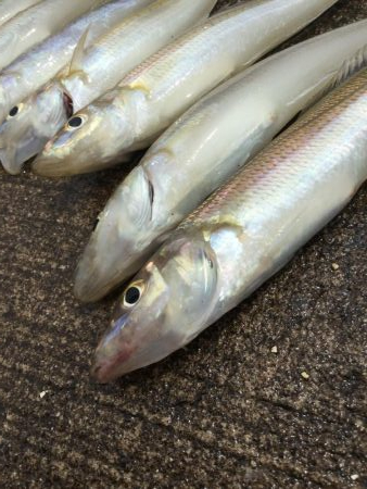 港内キスに豆アジ賑わってます