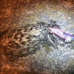 コウイカとモジャコ