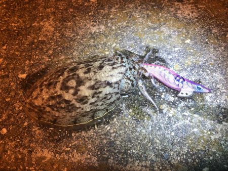 コウイカとモジャコ