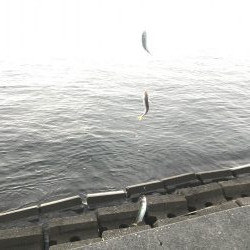 初の三重でアジ、サバ