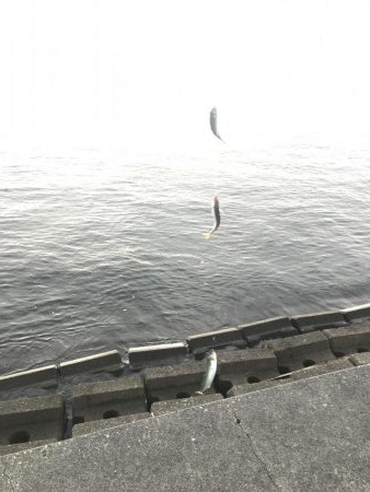 初の三重でアジ、サバ