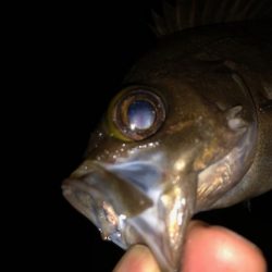 逃した魚は大きい