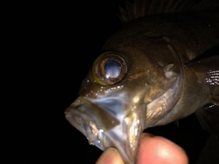 逃した魚は大きい