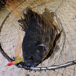 一瞬の時合で…