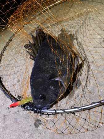 一瞬の時合で...