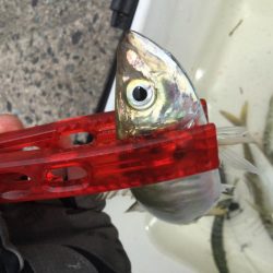 サビキアジ釣りサイズアップ