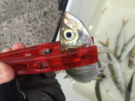サビキアジ釣りサイズアップ