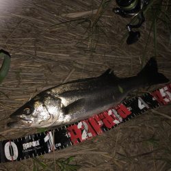 円山川シーバス