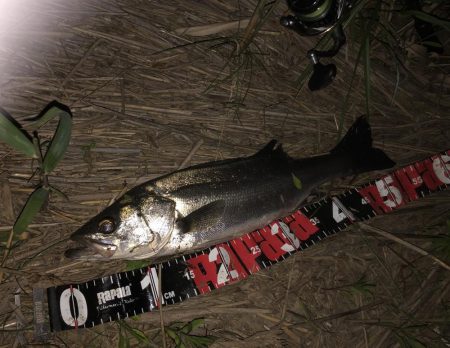 円山川シーバス