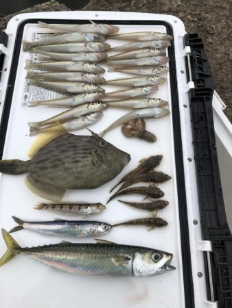 毎投あたりあり！ぶるぶる感が楽しいキス釣り…