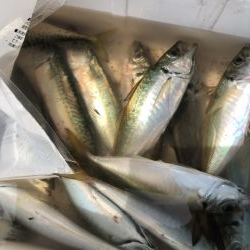 アジ発見！中アジをツヌケでゲット！