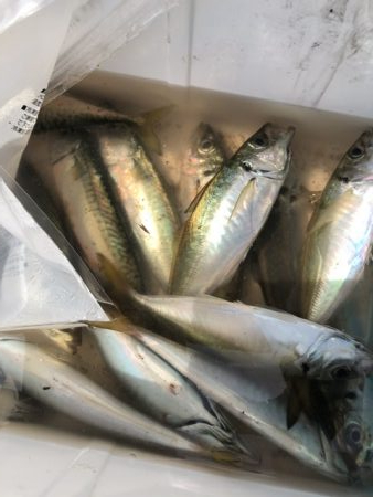 アジ発見！中アジをツヌケでゲット！