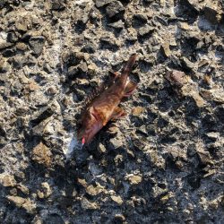 穴釣りとエギング