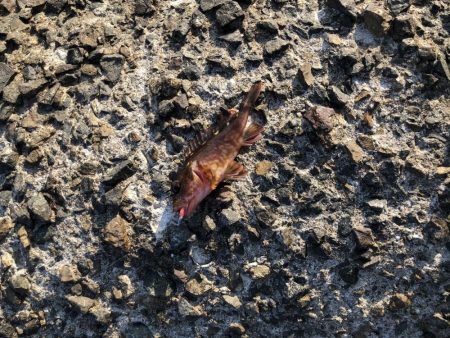 穴釣りとエギング