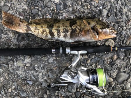 あれっ？なんかデカくない？