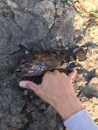 ロックフィッシュ