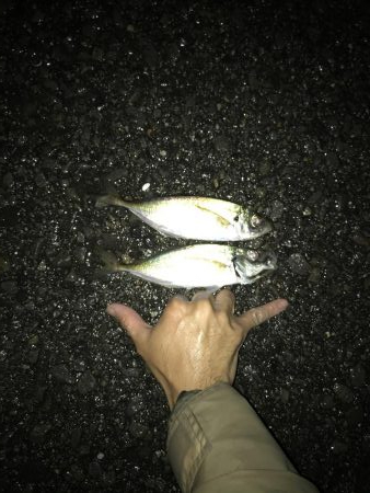 6月11日アジング