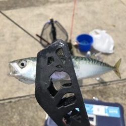 無限サバ天国♾