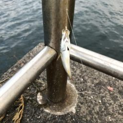 夕立、アジは渋い