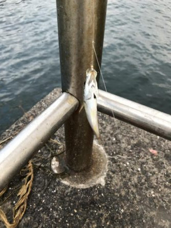 夕立、アジは渋い