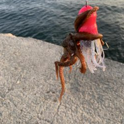 海が賑わって来た〜