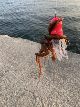 海が賑わって来た〜