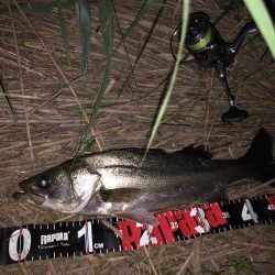 円山川シーバス