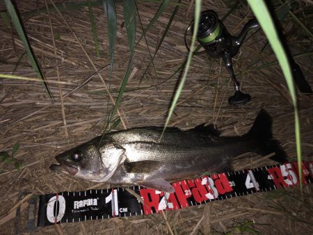 円山川シーバス