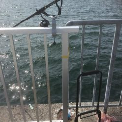 ハマチ狙いなんだけど。