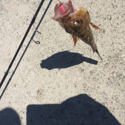 小サバに無視されガッシー