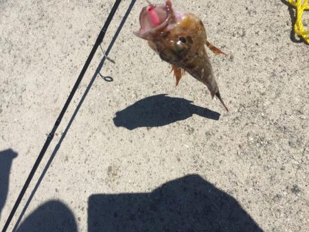 小サバに無視されガッシー