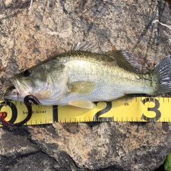 テキサス　カーリーテール