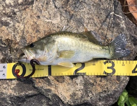 テキサス　カーリーテール