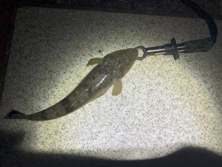 チニングでマゴチ