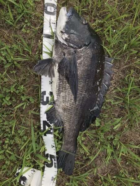 イチノ兄弟、釣果！