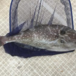 大アジ狙い。五目釣り