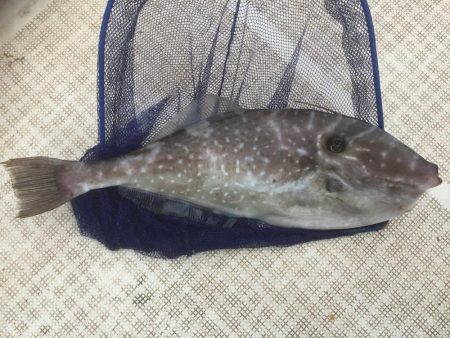 大アジ狙い。五目釣り