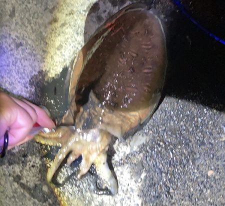 親戚が大きなコウイカ釣りました。