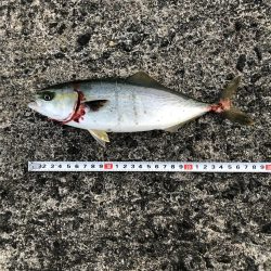 サバ時々ツバス