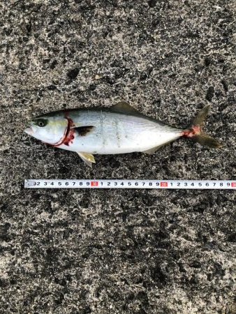 サバ時々ツバス