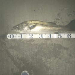 ベタ凪ゴミ多し!