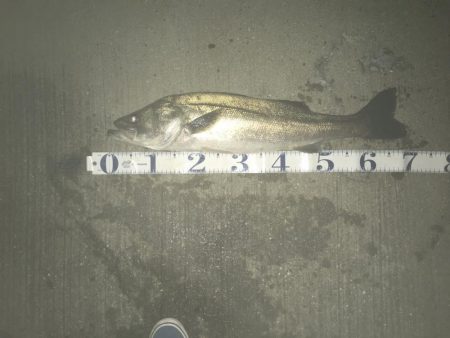 ベタ凪ゴミ多し!