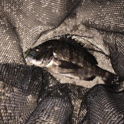 ナイトチニング