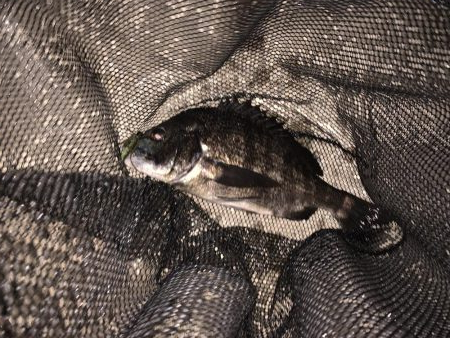 ナイトチニング