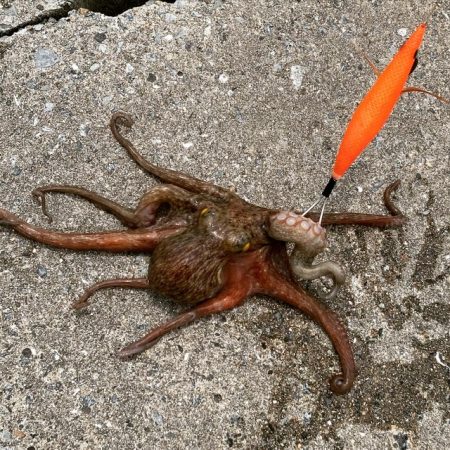 タコ！！！〜今晩はたこ焼き〜