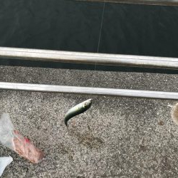 豆アジが到来。